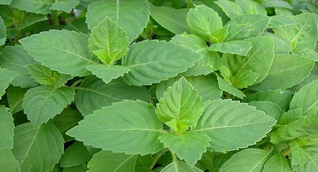 How To Use Tulsi Leaves For A Healthier You Tata 1mg Capsules