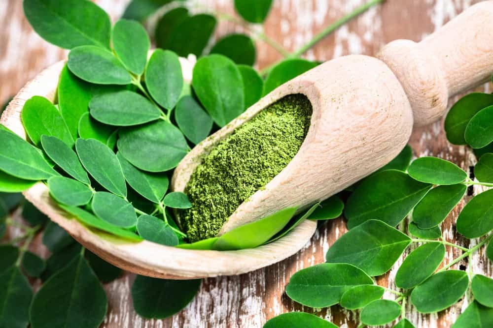 can you take moringa with semaglutide Moringa For Weight Loss: 7 Easy Ways To Add It To Your Daily Diet